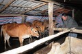 Thay đổi tập quán chăn nuôi, phòng chống đói rét cho trâu bò