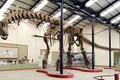 Phát hiện xương hóa thạch có thể của loài khủng long lớn nhất  