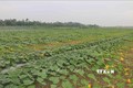  Trà Vinh giảm diện tích trồng lúa để tăng hiệu quả sản xuất