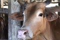 Bến Tre khuyến cáo người nuôi bò tiêm vaccine phòng bệnh lở mồm long móng