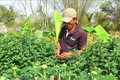 Các làng hoa vùng lũ ở Thừa Thiên – Huế nhộn nhịp chuẩn bị sản phẩm cho vụ Tết