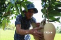 Nông dân huyện Vị Thủy (Hậu Giang) kiểm tra vườn xoài cát hồng phục vụ Tết. Ảnh: Hồng Thái - TTXVN