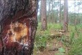 Các đội tượng hủy hoại rừng thông tại Đắk Nông bị tuyên 48 năm tù