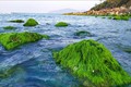 Đẹp lạ mùa rêu xanh mướt ở rạn đá Nam Ô