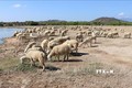Tăng năng suất, giá trị sản phẩm từ chăn nuôi cừu ở Ninh Thuận