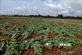 Hiệu quả mô hình trồng dưa lê trên nền đất lúa mùa khô hạn ở Vĩnh Thuận