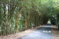Đồng Tháp quy hoạch khu bảo tồn các giống tre Việt Nam