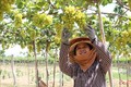Nông dân Ninh Thuận chuyển đổi cơ cấu cây trồng tăng hiệu quả kinh tế