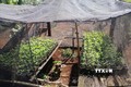 Cây cần sa con được ươm trong bịch nilon ở huyện Ea H’leo, tỉnh Đắk Lắk. Ảnh: TTXVN