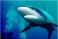 Nghiên cứu đầu tiên chứng minh cá mập cảm nhận từ trường để định hướng di chuyển