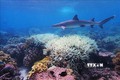 Cảnh báo hơn 90% các rạn san hô trên thế giới "lâm nguy" trong vài thập kỷ tới