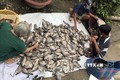 Nông dân vùng U Minh Thượng tăng thu nhập từ nuôi cá đồng