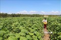Nông dân Trà Vinh thu nhập cao từ trồng màu