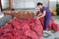 Nông sản chủ lực của Ninh Thuận gặp khó về đầu ra