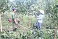 Phú Thọ mở rộng diện tích trồng, chuyển hóa rừng cây gỗ lớn