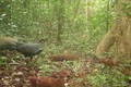 Đàn gà lôi trong Khu bảo tồn thiên nhiên An Toàn. Ảnh: TTXVN