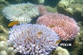 Rạn san hô Great Barrier ở ngoài khơi đảo Orpheus, Australia. Ảnh: AFP/TTXVN