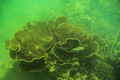 Khôi phục và bảo vệ hệ sinh thái rạn san hô trên vịnh Hạ Long