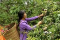 "Đũa thần" giúp nông nghiệp Lào Cai chuyển mình