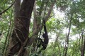Thả nhiều cá thể động vật quý hiếm về rừng tự nhiên ở Bình Phước