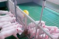 Lâm Đồng chấp thuận 2 dự án đầu tư trang trại nuôi lợn công nghệ cao