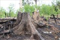 Phú Yên thành lập Tổ công tác xử lý tình trạng phá rừng trên địa bàn huyện Sơn Hòa