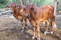 Kiên Giang xuất hiện bệnh viêm da nổi cục trên gia súc  