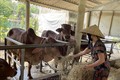 Quảng Trị: "Nhà" tránh lũ cho gia súc - mô hình hiệu quả cần nhân rộng 