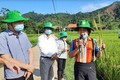 Cán bộ Trung tâm Dịch vụ Hỗ trợ phát triển nông nghiệp huyện Lục Yên đánh giá kết quả mô hình trồng giống lúa thuần HANA6 tại xã Mường Lai. Ảnh: baoyen bai.com.vn