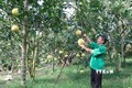 Thái Nguyên tăng ứng dụng công nghệ trong phát triển nông nghiệp