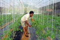 Nông dân Vị Xuyên làm giàu từ sản xuất nông nghiệp ứng dụng công nghệ cao