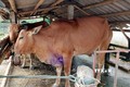 Tây Ninh tập trung ngăn chặn các ổ dịch lây lan rộng trên đàn gia súc