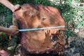 Gia Lai: Khởi tố vụ án phá rừng, gây thiệt hại gần 22m3 gỗ hương