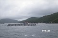 Nuôi cá biển bằng lồng nhựa HDPE thích ứng với biến đổi khí hậu ở Khánh Hòa
