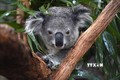 Nguy cơ tuyệt chủng các loài bản địa ở Australia