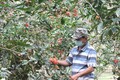 Nông dân trồng chôm chôm tại Vĩnh Long vượt "khó khăn kép"
