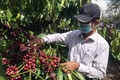 Giải quyết tình trạng thiếu lao động hái cà phê tại Kon Tum