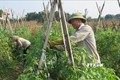 Nông dân thôn Giao Ngay, xã Thống Nhất, thành phố Lào Cai gia cố dàn cà chua tại vườn nhà. Ảnh: Hương Thu-TTXVN