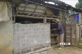 Nông dân xã Quang Kim, huyện Bát Xát nuôi nhốt đàn trâu trong chuồng trại kiên cố. Ảnh: Hương Thu-TTXVN