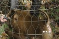 Bình Phước: Một cá thể khỉ mốc quý hiếm được thả về rừng tự nhiên