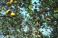 Vườn cam của Công ty Trách nhiệm hữu hạn Xây dựng Sơn Tùng (huyện Lục Yên, tỉnh Yên Bái) được trồng với quy chuẩn sản xuất sạch, an toàn theo tiêu chuẩn VietGap. Ảnh: Việt Dũng - TTXVN