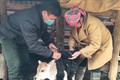 Cao Bằng: Bảo vệ đàn gia súc trước thời tiết giá lạnh