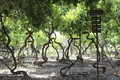 Khám phá vườn cây “Vô ưu” độc đáo ở Ninh Thuận