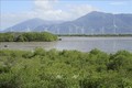 Mô hình trồng rừng ngập mặn phục hồi hệ sinh thái, ứng phó biến đổi khí hậu tại khu vực Đầm Nại (huyện Ninh Hải). Ảnh: Nguyễn Thành – TTXVN