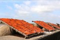Làng cá khô Gành Hào sôi động vào mùa phục vụ Tết