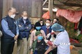 Giám đốc WHO khu vực Tây Thái Bình Dương và đoàn công tác quan sát hoạt động tiêm chủng vaccine phòng COVID-19 tại nhà cho người già yếu không đến được các cơ sở y tế, tại thôn Đá Đứng, xã Đại Sơn. Ảnh: TTXVN