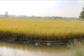 Sản xuất tôm – lúa được mùa, được giá ở Bạc Liêu