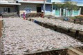 Chế biến cá khô tại Bến Tre nhộn nhịp vào vụ Tết