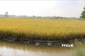 Năm 2022, cả nước sẽ phát triển 200 nghìn ha tôm-lúa