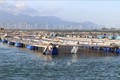 Ninh Thuận nâng cao hiệu quả kinh tế từ nghề nuôi biển